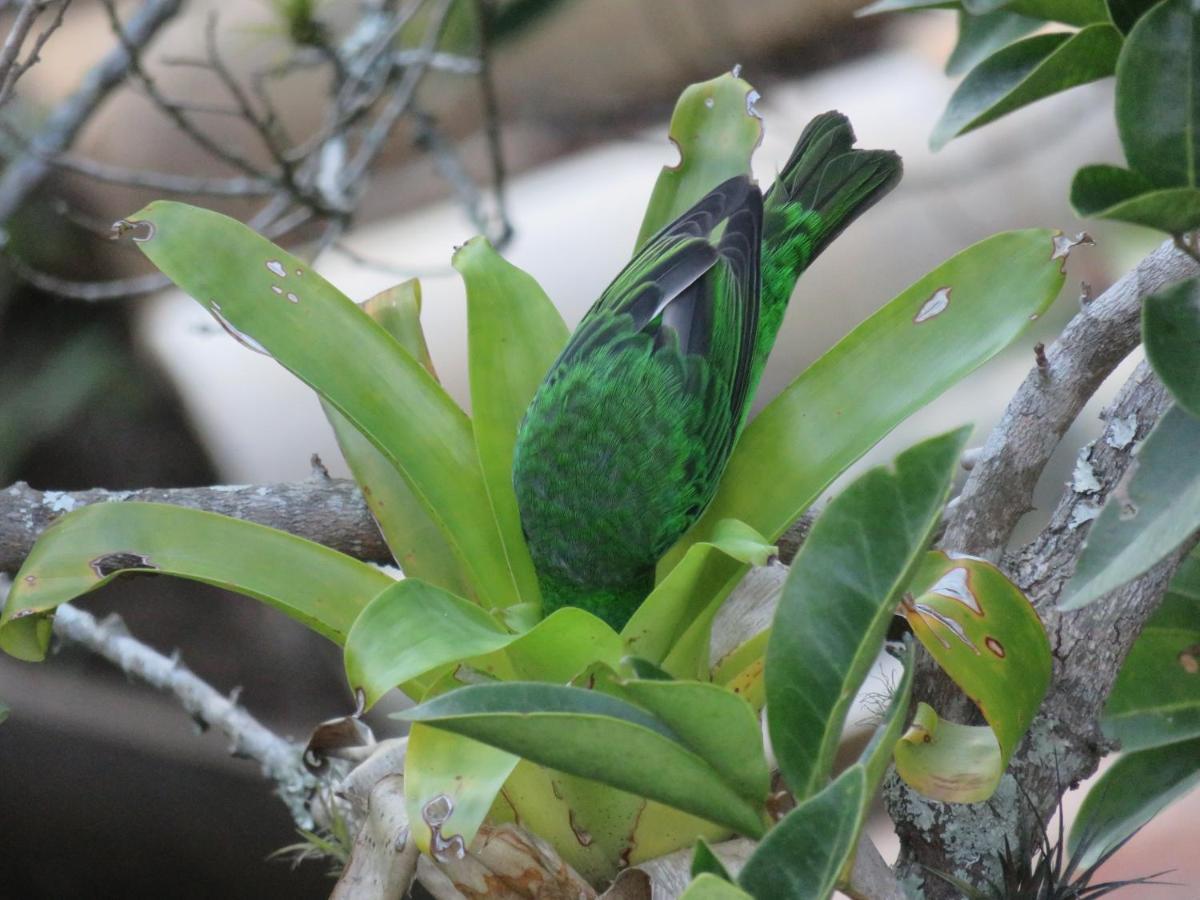 Pousada Biso Finoca Ibiraquera Imbituba  Esterno foto