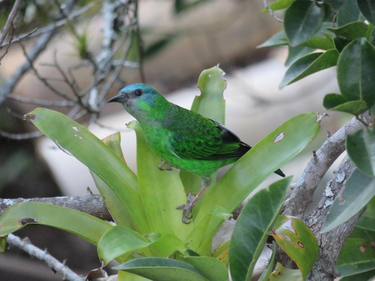 Pousada Biso Finoca Ibiraquera Imbituba  Esterno foto