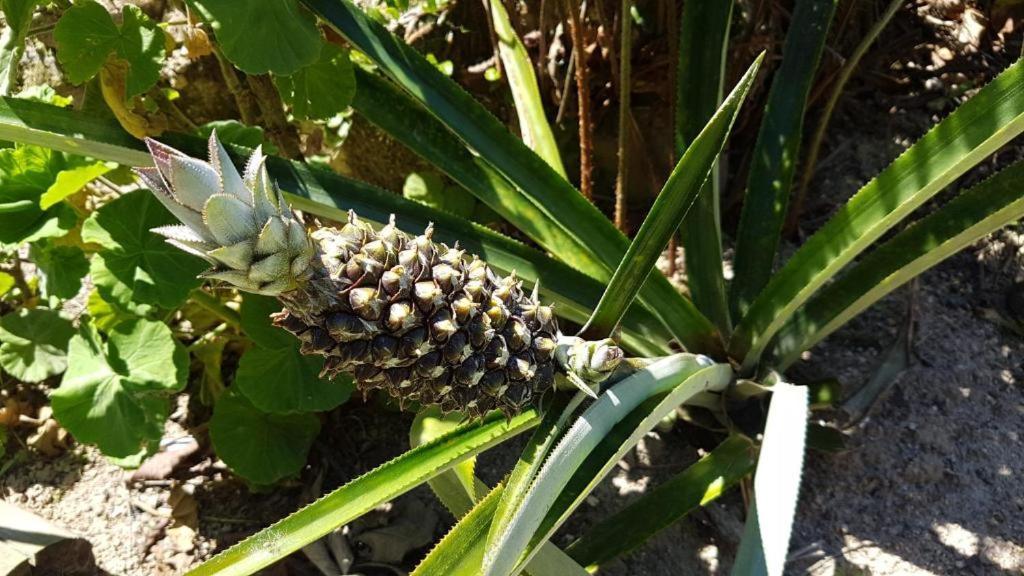 Pousada Biso Finoca Ibiraquera Imbituba  Esterno foto