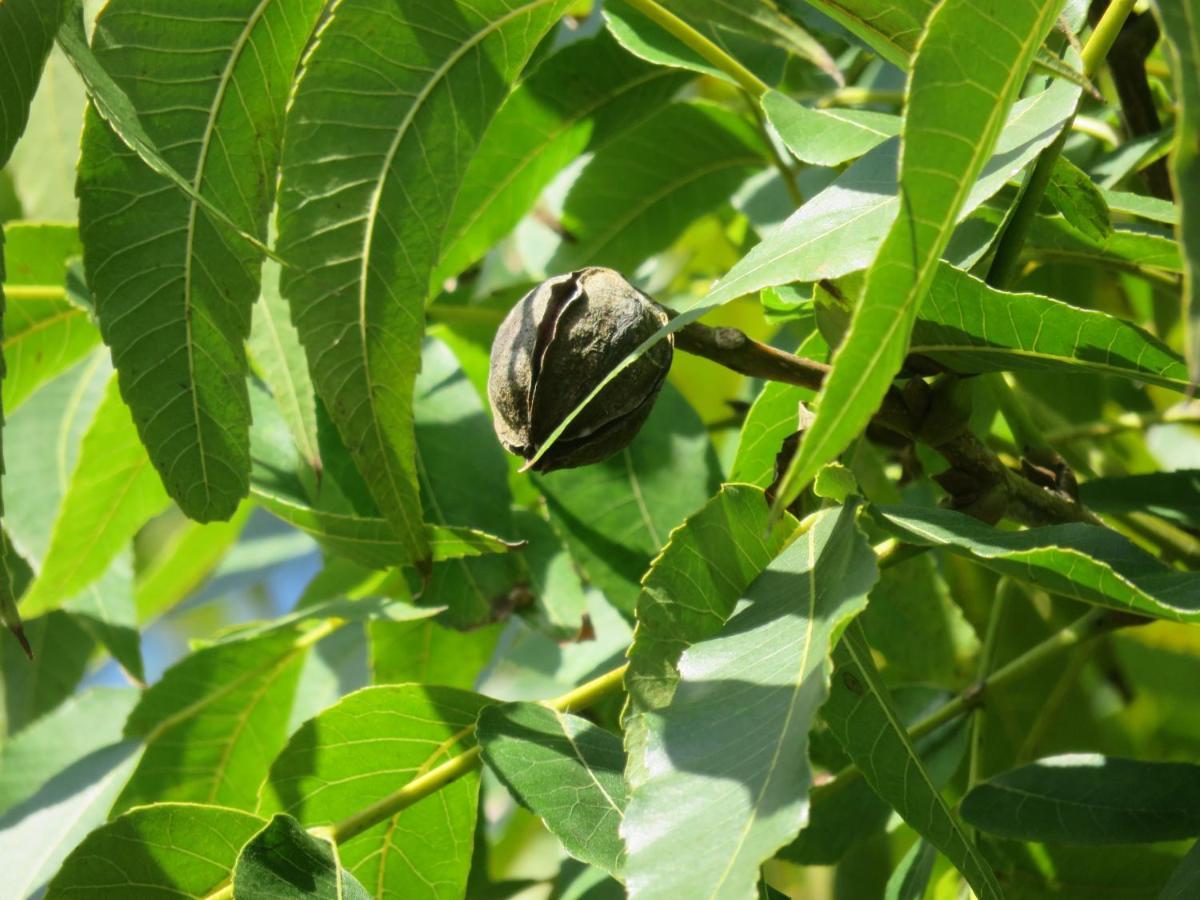 Pousada Biso Finoca Ibiraquera Imbituba  Esterno foto